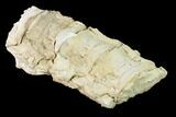 Articulated Plesiosaur (Trinacromerum) Vertebrae - Kansas #143494-2